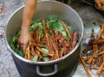 ayahuasca_leaf_and_vine